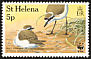 St. Helena Plover Charadrius sanctaehelenae