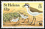 St. Helena Plover Charadrius sanctaehelenae