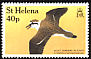 St. Helena Plover Charadrius sanctaehelenae