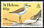 St. Helena Plover Anarhynchus sanctaehelenae