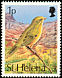 Yellow Canary Crithagra flaviventris  1993 Birds 