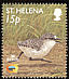 St. Helena Plover Charadrius sanctaehelenae