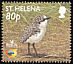 St. Helena Plover Anarhynchus sanctaehelenae