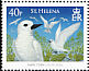 White Tern Gygis alba  2008 Seabirds 