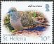 Zebra Dove Geopelia striata