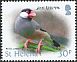 Java Sparrow Padda oryzivora  2015 Definitives 