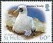 Masked Booby Sula dactylatra  2015 Definitives 