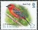 Red Fody Foudia madagascariensis  2015 Definitives 