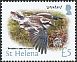 St. Helena Plover Anarhynchus sanctaehelenae  2015 Definitives 