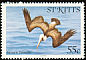 Brown Pelican Pelecanus occidentalis  1981 Birds 