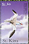 Red-billed Tropicbird Phaethon aethereus  2001 Flora and fauna of the Caribbean Sheet