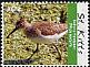 Solitary Sandpiper Tringa solitaria  2010 Birds of the Caribbean 