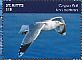 Caspian Gull Larus cachinnans  2014 Seagulls  MS