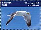 Yellow-legged Gull Larus michahellis  2014 Seagulls Sheet