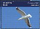 Common Gull Larus canus  2014 Seagulls Sheet