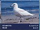 Iceland Gull Larus glaucoides  2014 Seagulls Sheet