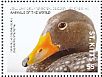 Fuegian Steamer Duck Tachyeres pteneres  2017 Animals of the world 4v sheet