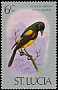 St. Lucia Oriole Icterus laudabilis