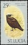 Brown Noddy Anous stolidus  1976 Birds 
