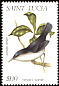 Semper's Warbler Leucopeza semperi  1998 Birds 