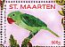 Great-billed Parrot Tanygnathus megalorynchos  2016 Parrots I  MS MS