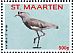 Southern Lapwing Vanellus chilensis