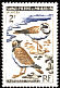 Semipalmated Plover Charadrius semipalmatus  1963 Birds 