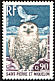 Snowy Owl Bubo scandiacus