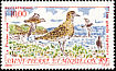 European Golden Plover Pluvialis apricaria  1993 Migratory birds 