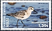 Sanderling Calidris alba
