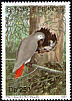 Grey Parrot Psittacus erithacus  1991 Jako 