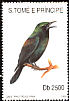 Principe Starling Lamprotornis ornatus