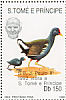 Common Moorhen Gallinula chloropus  1992 The Pope 24v set