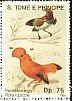 Guianan Cock-of-the-rock Rupicola rupicola  1992 Birds 