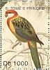 Eastern Rosella Platycercus eximius  1992 Birds  MS