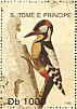 Great Spotted Woodpecker Dendrocopos major