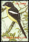 Sao Tome Fiscal Lanius newtoni  2002 Birds 