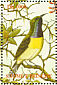 Newton's Sunbird Anabathmis newtonii