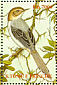 Sao Tome Prinia Prinia molleri  2002 Birds Sheet
