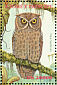 Sao Tome Scops Owl Otus hartlaubi