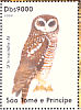 African Wood Owl  Strix woodfordii