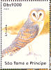 Western Barn Owl  Tyto alba