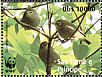 Sao Tome White-eye  Zosterops feae