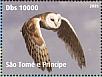 Western Barn Owl  Tyto alba