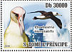 Laysan Albatross Phoebastria immutabilis