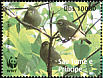 Sao Tome White-eye Zosterops feae