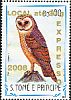 Western Barn Owl Tyto alba