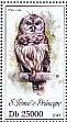 Barred Owl Strix varia