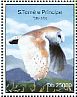 Western Barn Owl Tyto alba