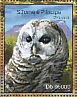 Barred Owl Strix varia